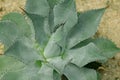 Agave potatorum originated in some desert areas of Mexico