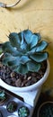 Agave potatorum is a species of flowering plant in the Asparagaceae family