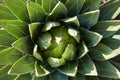 Agave regina plant, high angle view background in sunlight