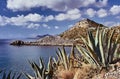 Agave on the rocky coast of the Mediterranean Sea Royalty Free Stock Photo