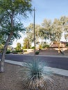 Agave rosette with a giant stalk at xeriscaped roadside