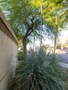 Agave rosettes with giant stalks at xeriscaped roadside