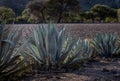 Agave row Agave Americana used to make honey water and pulque in Mexico