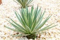 Agave s a genus of monocots Grows from the soil in a park with white pebbles in background.