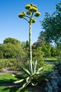 Agave salmiana or agavaceae flowering Royalty Free Stock Photo