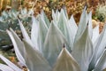 Closeup of Agave sebastiana Royalty Free Stock Photo