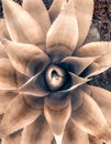 Agave Sepia Top View Closeup