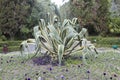 The agave is the South American
