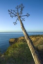 Agave with the stem leaning towards the sea