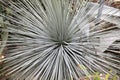 Agave stricta cactus in greenhouse Royalty Free Stock Photo