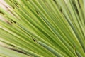 Agave stricta detail Royalty Free Stock Photo