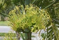 Agave Stem Flower In Bloom