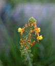 Agave succulent blooming