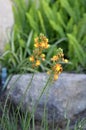 Agave succulent blooming Royalty Free Stock Photo