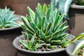 Agave ,succulent or cactus plant or Agave americana var or Marginata
