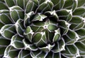 Agave, succulent plant. Nature, greenery, botany, botanical background detail concept. Overhead, top view shot with macro Royalty Free Stock Photo