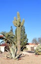 Agave succulent and Saguaro cactus at xeriscaped city street corner