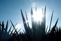 Agave tequila landscape to Guadalajara, Jalisco, Royalty Free Stock Photo