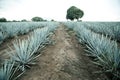 Agave tequila landscape to Guadalajara, Jalisco, Royalty Free Stock Photo