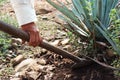 Agave tequila production Royalty Free Stock Photo