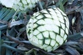 Agave tequila production Royalty Free Stock Photo