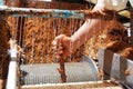 Agave tequila production