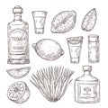 Agave tequila sketch. Vintage glass shot, bar ingredients and plant. Isolated drawing alcohol bottle, salt lemon or lime Royalty Free Stock Photo