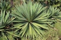 Agave tequilana Agave plant outdoor Royalty Free Stock Photo