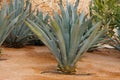 Agave tequilana, commonly called blue agave agave azul