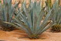 Agave tequilana, commonly called blue agave Royalty Free Stock Photo