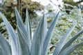 Agave tequilana, commonly called blue agave or tequila agave