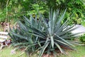 Agave tequilana Royalty Free Stock Photo