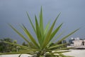 Agave tequilana plant closeup with blue background sky