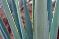 Agave tequilana plant detail