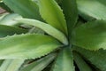 Agave tequilana plant Royalty Free Stock Photo