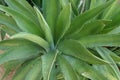 Agave tequilana plant