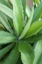 Agave tequilana plant Royalty Free Stock Photo