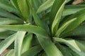 Agave tequilana plant Royalty Free Stock Photo