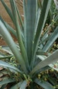 Agave tequilana plant Royalty Free Stock Photo