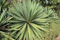 Agave tequilana Agave plant in nature