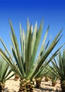 Agave tequilana plant for Mexican tequila liquor Royalty Free Stock Photo