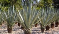 Agave tequilana plant for Mexican tequila liquor Royalty Free Stock Photo