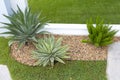 Agave tequilana plant in small garden.