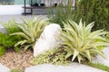 Agave tequilana plant in small garden. Royalty Free Stock Photo