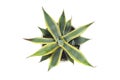 Agave top view Royalty Free Stock Photo