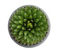 Agave - top view isolate on white background Royalty Free Stock Photo