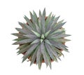 Agave - top view isolate on white background Royalty Free Stock Photo