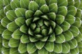 Agave top view with patterns and texture with green color and eye effect Royalty Free Stock Photo