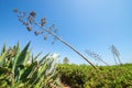 Agave Tree Branch Stretching To The Sky On The Algarve, Portugal, Europe