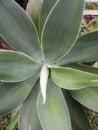 Agave Tree In Front Of My House